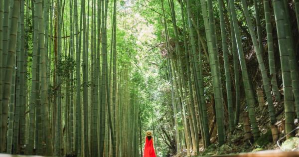 日本一美しい廃線と称された「旧国鉄倉吉線」。竹林に残る線路の幻想的な景色を撮ってみた