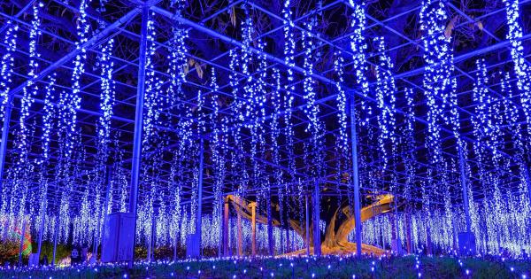 光と香りの感動体験！栃木「あしかがフラワーパーク」で全国屈指のイルミネーションイベントが開幕