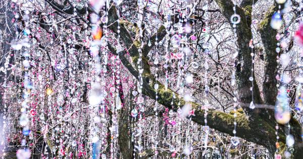 「KYOTO NIPPON FESTIVAL」《光と花の庭》3