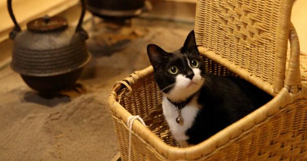 看板ねこ兄弟がおもてニャし。築200年の古民家宿、山形・白布温泉「湯滝の宿 西屋」