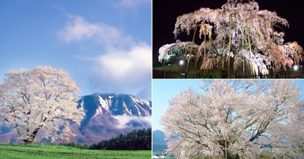 思わず息をのむ美しさ！雄大に咲き誇る全国の一本桜13選。名所の見頃情報もお届け♪