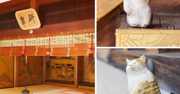 京都・聖護院門跡の特別公開♪ 優雅な宮御殿とかわいい猫のいるお庭