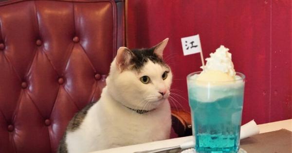 看板ネコもお気に入り♪江ノ島の海のような深い青色をしたクリームソーダ「カフェーマル」