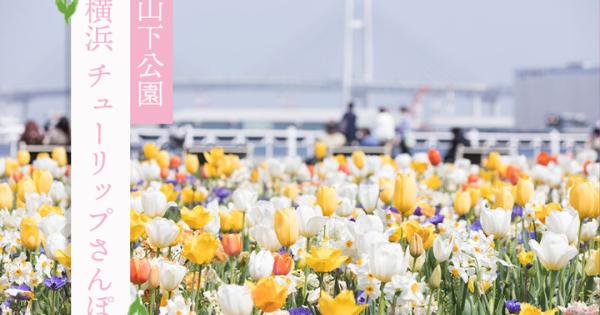 横浜チューリップさんぽー山下公園からはじまる港町をめぐる春旅ー