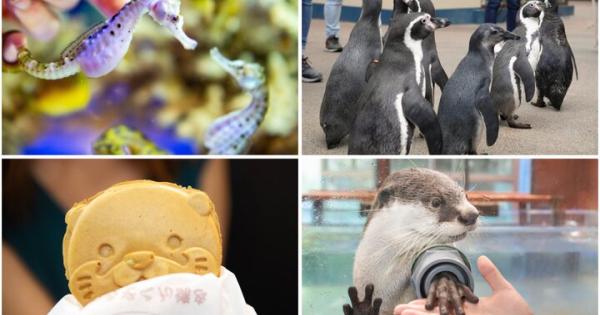 海獣や魚との距離が近い！飼育員さんの愛とアイデア溢れる水族館「伊勢シーパラダイス」