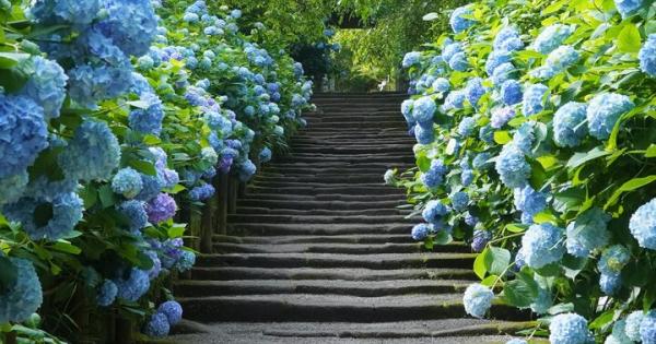 明月院ブルーとよばれる青く澄んだアジサイを訪ねて歩く北鎌倉さんぽ♪「明月院」