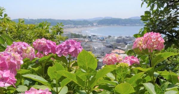 鎌倉・長谷の古刹で見ごろを迎えたあじさい路とこの時期だけの特別な御朱印♪「長谷寺」