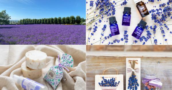 心地よいラベンダーの香りに包まれて♪一面を紫色に染める富良野の「ファーム富田」へ