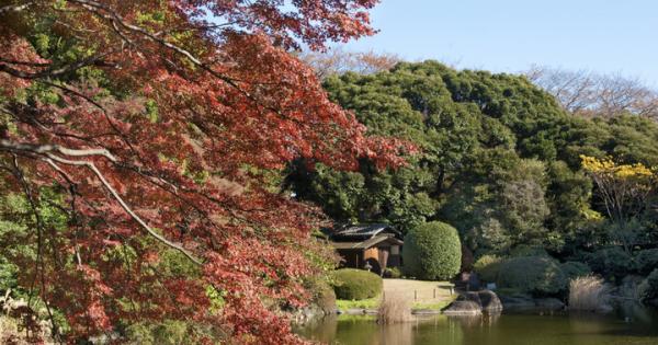 上野秋さんぽに♪本当は秘密にしたい「東博」の楽しみ方～紅葉が美しい庭園や穴場のテラス席も「東京国立博物館」