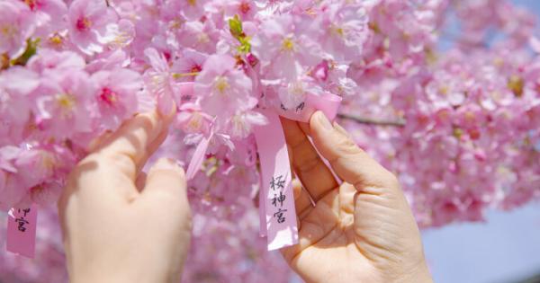 3月上旬が見ごろ♪河津桜やしだれ桜、ソメイヨシノが楽しめる桜新町の神社「桜神宮」