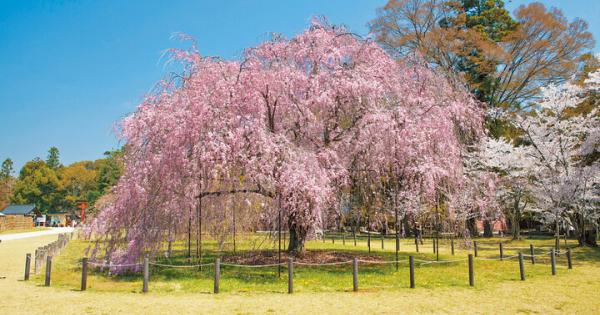 京都よりみちこみち　上賀茂神社〜半木の道【前編】