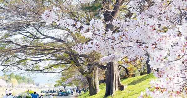 京都よりみちこみち　上賀茂神社〜半木の道【後編】