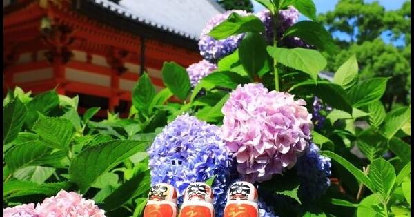 境内のあちこちにアジサイが咲き誇る♪勝ちダルマの授与品をいただきに大阪・箕面の「勝尾寺」