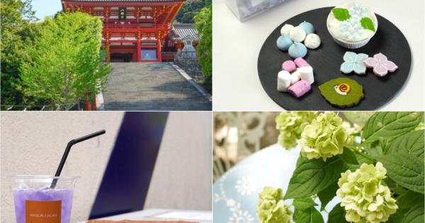 アジサイが彩る6月の鎌倉へ♪古都が華やぐ季節の楽しい街歩きと八幡宮様の参拝