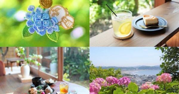 鎌倉・長谷のアジサイさんぽ♪境内に咲きそろう長谷寺のアジサイと小径にたたずむ古民家カフェめぐり