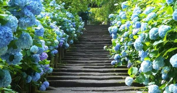 北鎌倉のアジサイ散歩とカフェめぐり♪深く澄んだ明月院ブルーが魅了する6月の古都