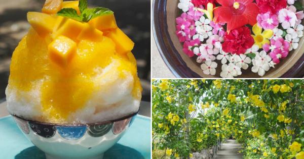 完熟マンゴー尽くしの贅沢スイーツが人気♪南国の花が咲き誇る観光農園「ユートピアファーム宮古島」へ