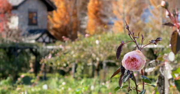 おとぎの国へ迷い込む♪ 湖に浮かぶ庭園リゾートで秋バラと紅葉を眺めてリフレッシュ「軽井沢レイクガーデン」