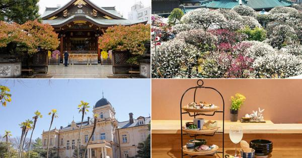 もうすぐ見頃の梅と甘味処、レトロな洋館をめぐる週末旅～湯島梅さんぽ～