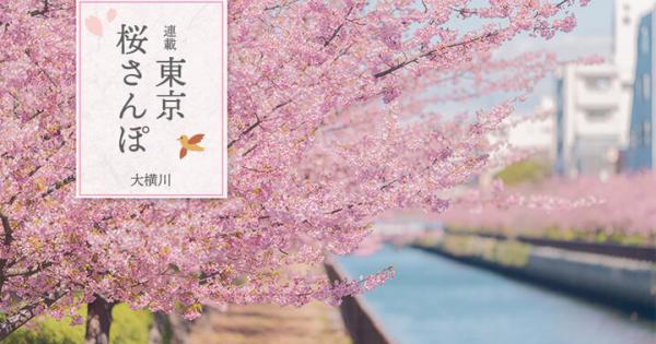 今、満開♪大横川沿いの河津桜を愛でた後は、清澄白河でカフェめぐり～東京 桜さんぽ～