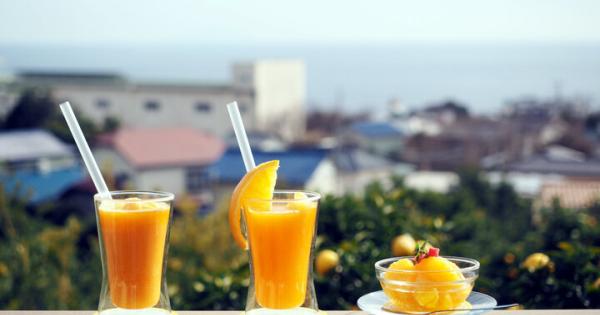 みかん畑を見渡すオーシャンビューの絶景カフェを併設♪ 東伊豆の収穫体験農園「ふたつぼり」