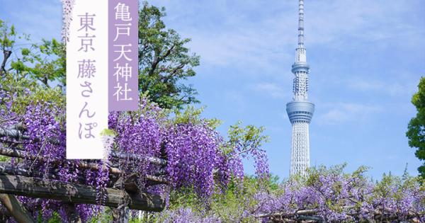 東京 藤さんぽー「亀戸天神ふじまつり」と下町散策ー