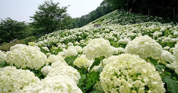 夏の始まりを感じる小旅行へ♪ 東京・あきる野で巡る絶景の純白紫陽花「アナベルの雪山」＆話題のスポット