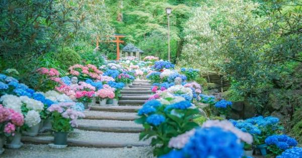 紫陽花と切り絵御朱印に心ときめく。奈良・四ヶ寺をめぐる「あじさゐ回廊」さんぽ