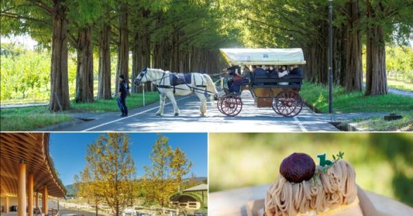 琵琶湖の西側、高島の「メタセコイア並木」は、滋賀旅で必訪の観光名所。その中心部に2025年4月にオープンした「メタセコイアと馬の森」は、地元高島産や旬の素材を使った軽食やスイーツ、ドリンクが味わえるカフェのほか、事前予約不要で馬とふれあえる体験メニューがそろいます。馬車や馬に乗って並木沿いをさんぽしたり、ミニチュアホースにおやつをあげたりなど、豊かな自然のなか、心ほどける休日が過ごせますよ。