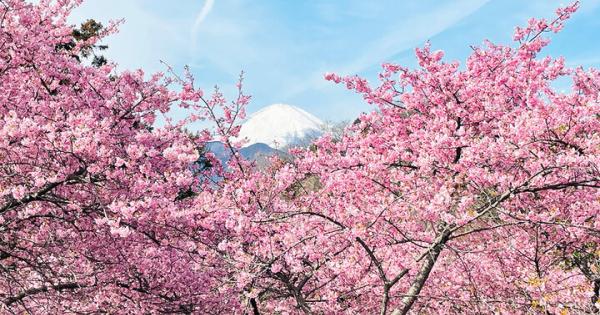 いよいよ明日♪富士山と河津桜と菜の花が共演～ 神奈川・松田山で心弾む春色ロードと絶景パノラマを～「まつだ桜まつり2026」