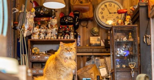 【猫の日】大阪府内で見つけた猫スポット6選〜泊まれる保護猫カフェからパワースポットまで〜