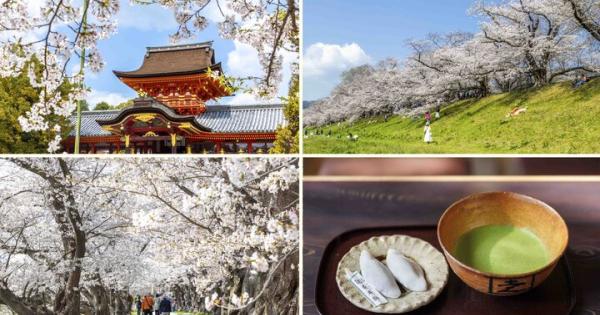 京都・八幡市 背割堤のどこまでも続く桜並木をおさんぽ♪ ご利益めぐりや門前菓子も