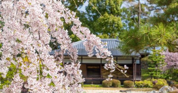 京都・二条城から京都御苑へ街なかの桜さんぽ♪ お庭や名建築、カフェめぐりも