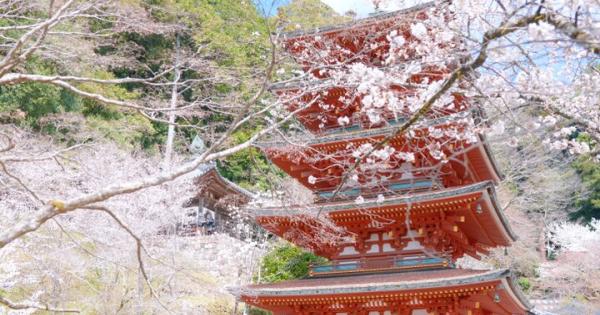桜舞う境内に誘われて。花の御寺・長谷寺で出会う春の絶景さんぽ