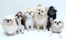 �����Ƃǂ��ł��ꏏ�@����̋q���I�V���C�̏h�@�e���̃����c