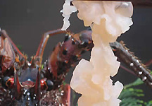 ���̏h�@�݂���