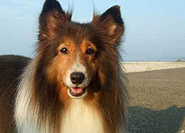 伊勢二見 愛犬と泊まれる旅館 まつしん