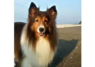 �ɐ��񌩁@�����Ɣ��܂�闷�ف@�܂���