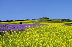 �E�F�X�e�B���z�e���W�H�@���W�H����