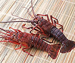 [�����N�摜] �����O�@����