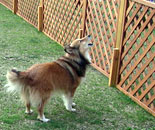 [�����N�摜] �y���V�����@�G�f��