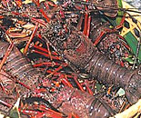 [�����N�摜] ���񂶂キ���闿���@��쑑