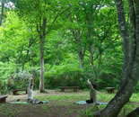 [�����N�摜] ���������y���V���� �x�e���ԁi�ꂷ�Ƃ����ށj