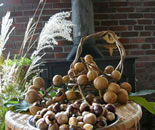 [�����N�摜] ���n �v�`�z�e�� �V�I��