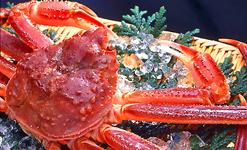 �F������@�C�F�E���̏h�@����