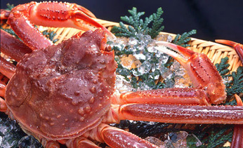 �F������@�C�F�E���̏h�@����