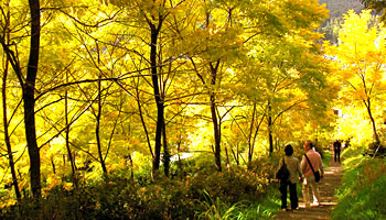 白樺リゾート 池の平ホテル