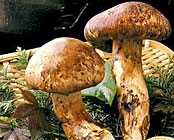 �΂̒J����@�������]�[�g