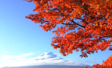 �x�m�͌��Ή���@�G��t�@�Ό�