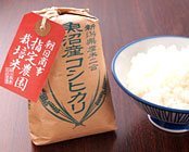 �z�e���@�؃N���u�V���E����